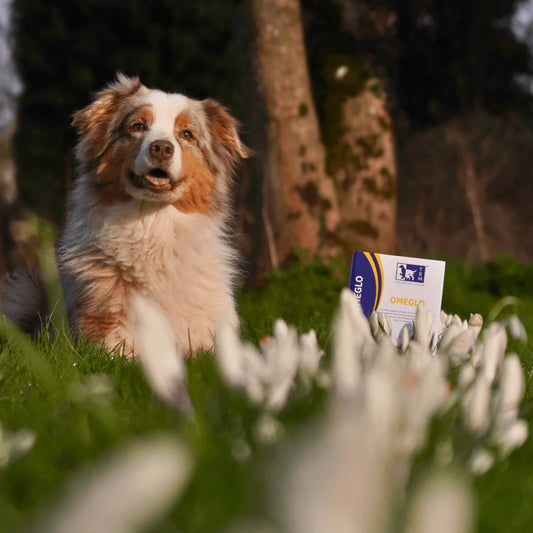 Allergy season is here - let’s help your pets cope!