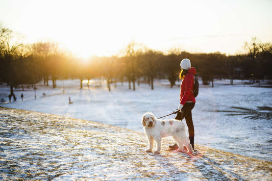 How to exercise your dog in winter