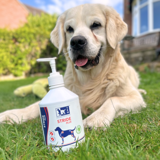 Is your dog slowing down? Recognising the early signs of joint discomfort