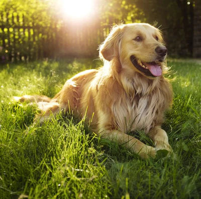 10 ways to keep your pets safe this summer