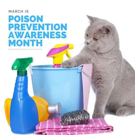 Pet Poison Prevention Month: Common household hazards to avoid